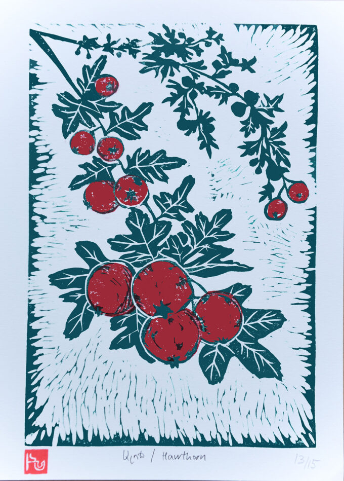 Hawthorn Berries - Linopatum